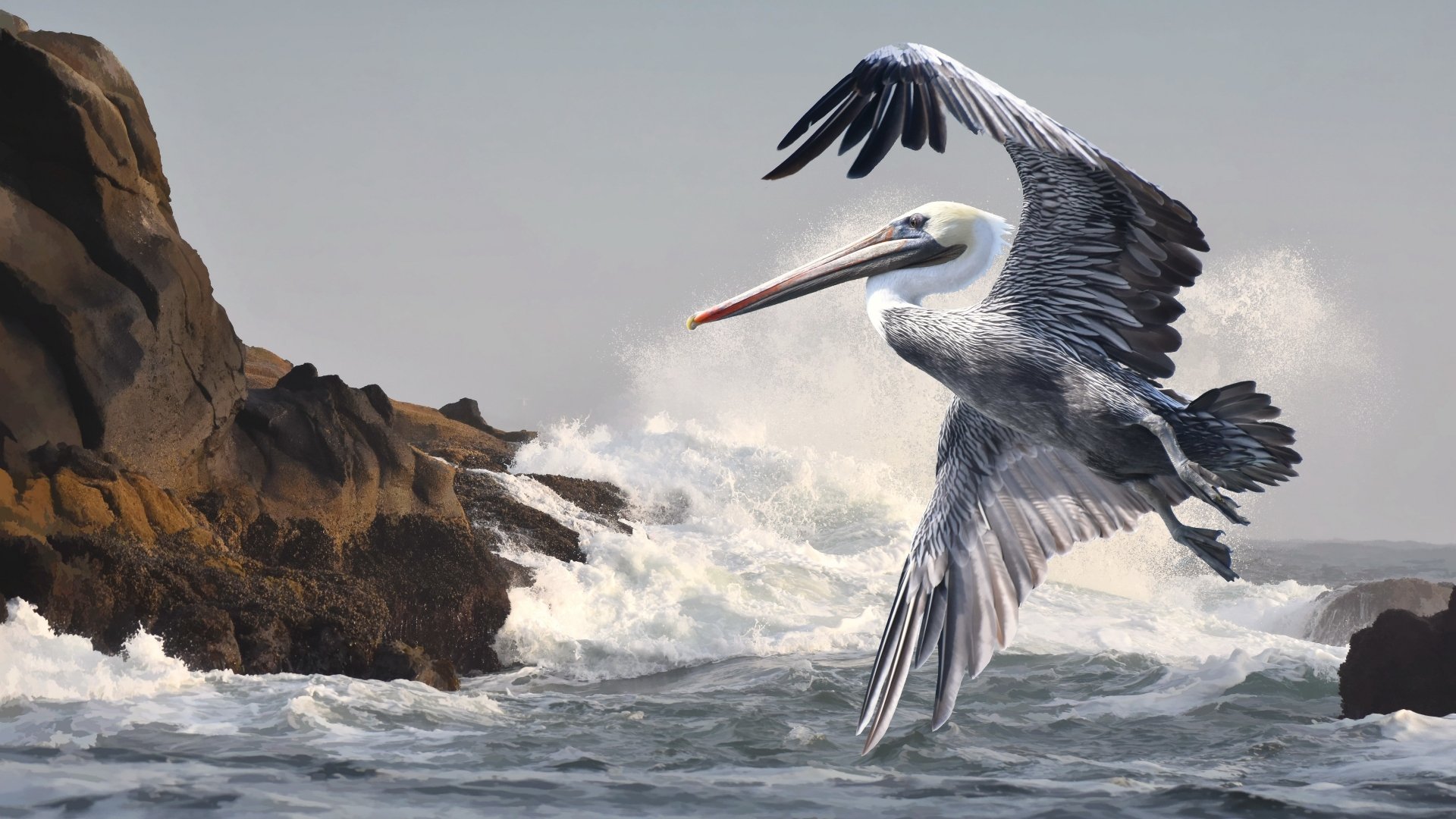 Download Bird Animal Pelican 4k Ultra HD Wallpaper