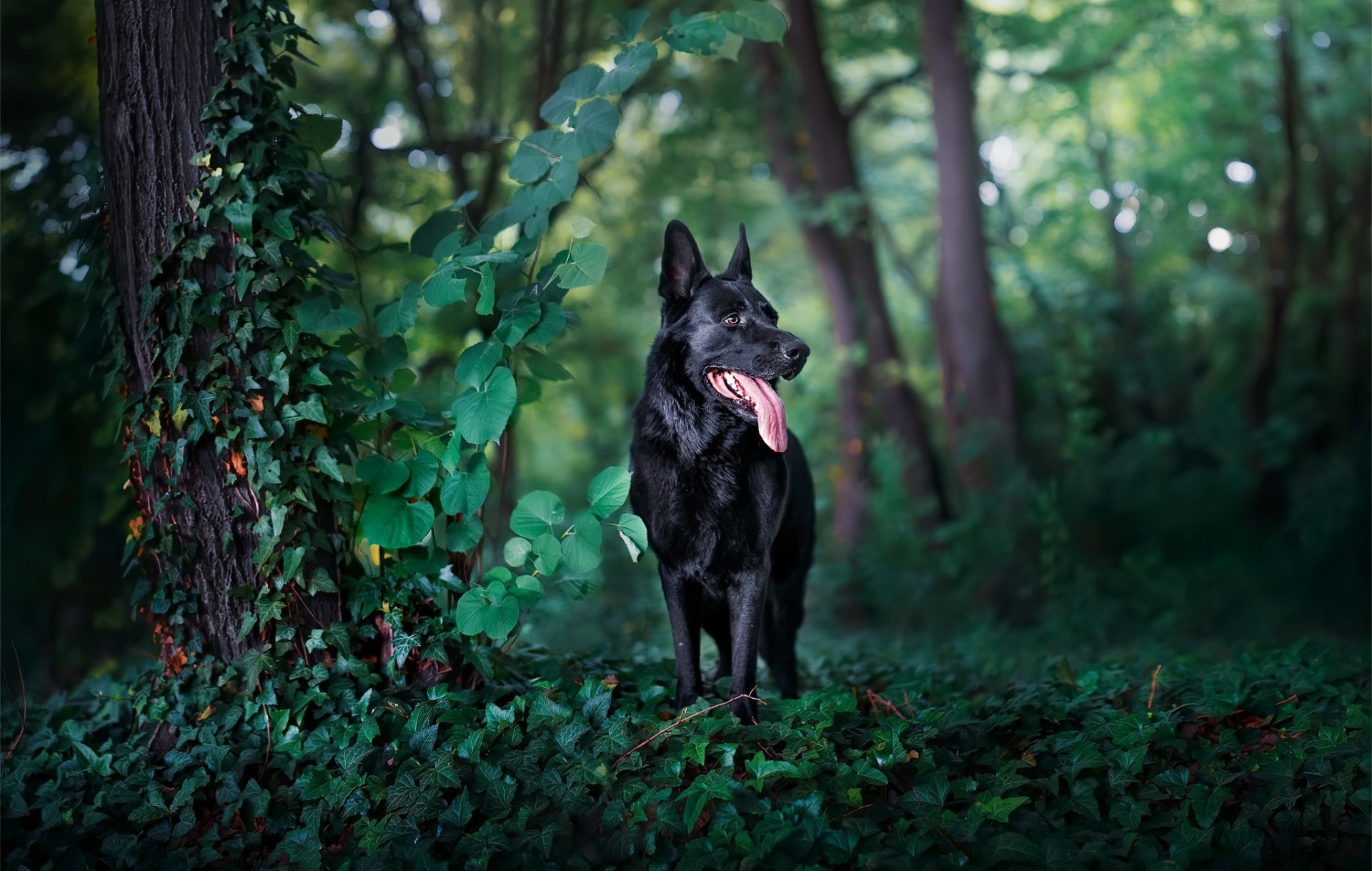 Black German Shepherd In The Forest