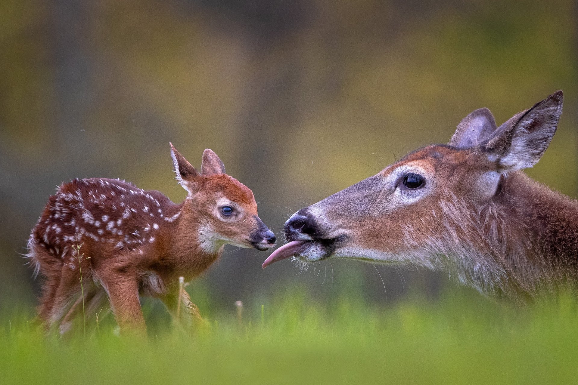 Download Baby Animal Fawn Animal Deer HD Wallpaper