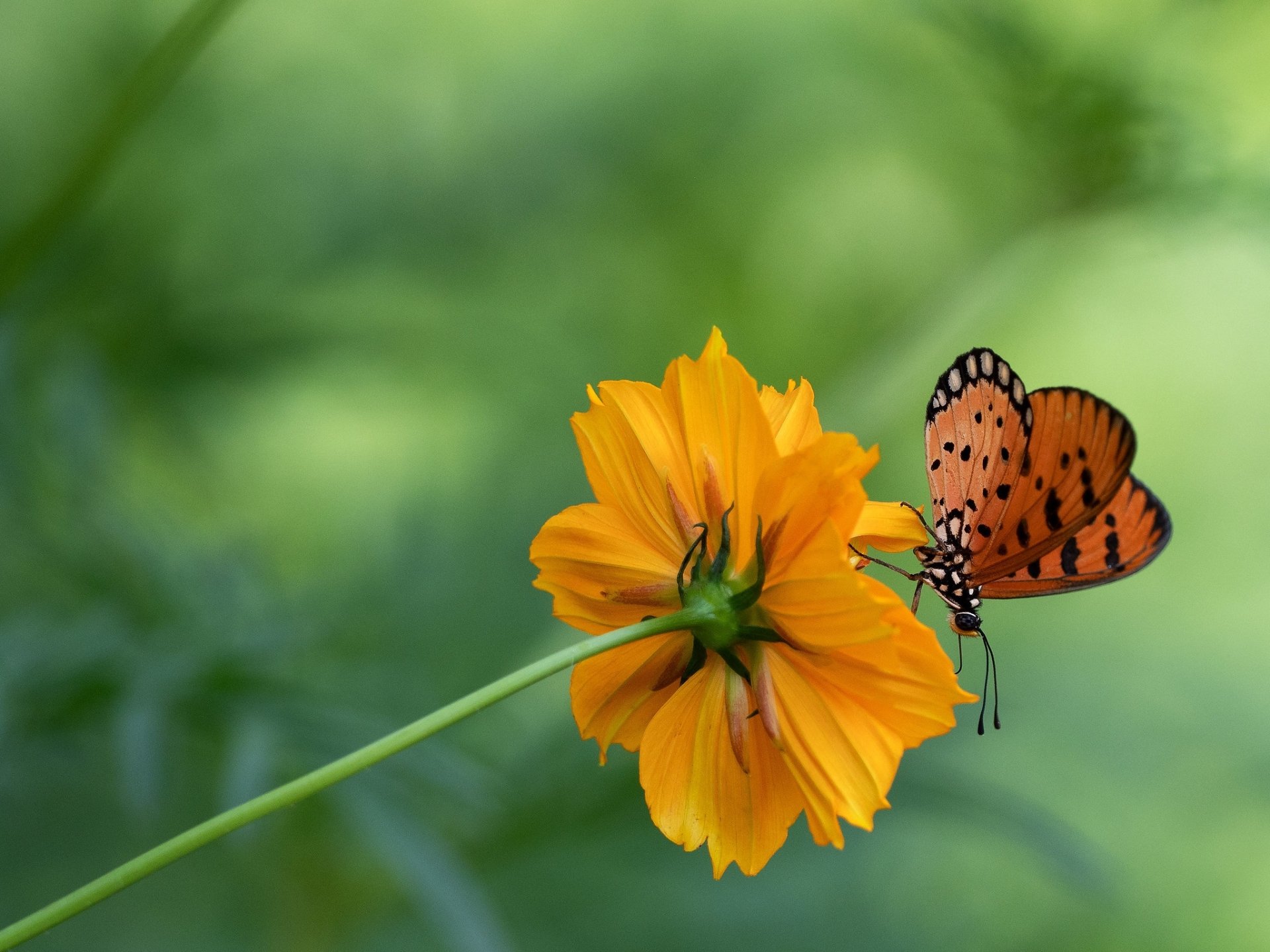 Macro HD PC desktop wallpaper of an orange butterfly (animal insect) perched on a vibrant yellow-orange flower against a soft green bokeh background.