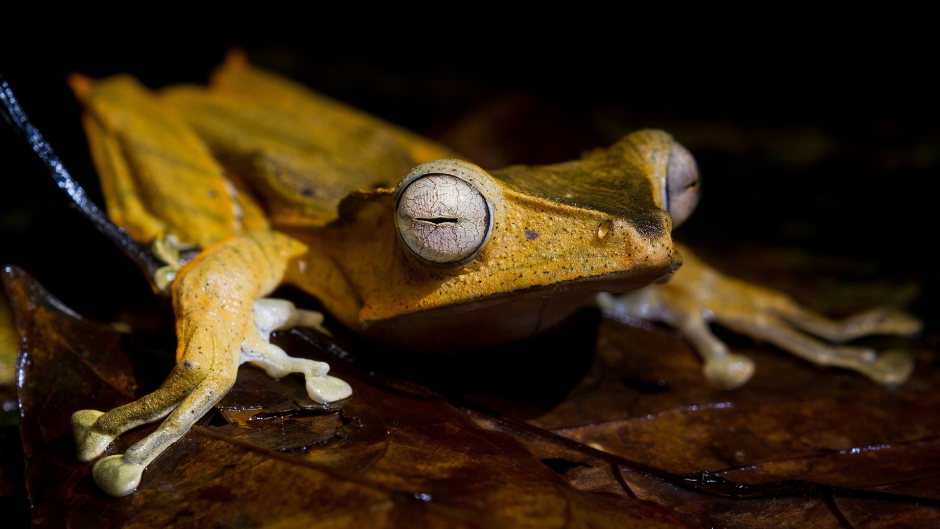Frosch 4k Ultra HD Wallpaper Hintergrund 3840x2160 ID1082073