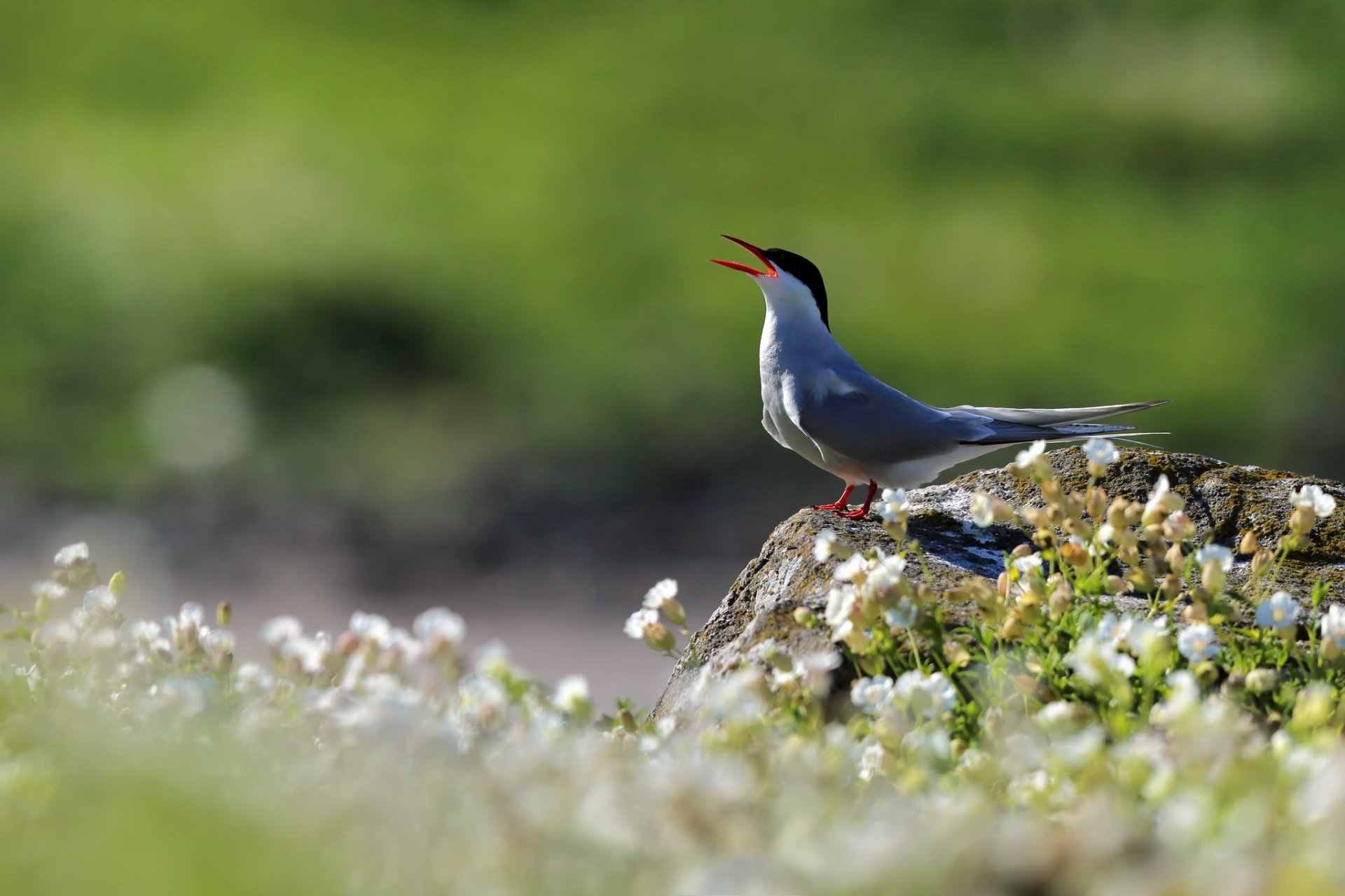 Download Bird Animal Arctic Tern HD Wallpaper