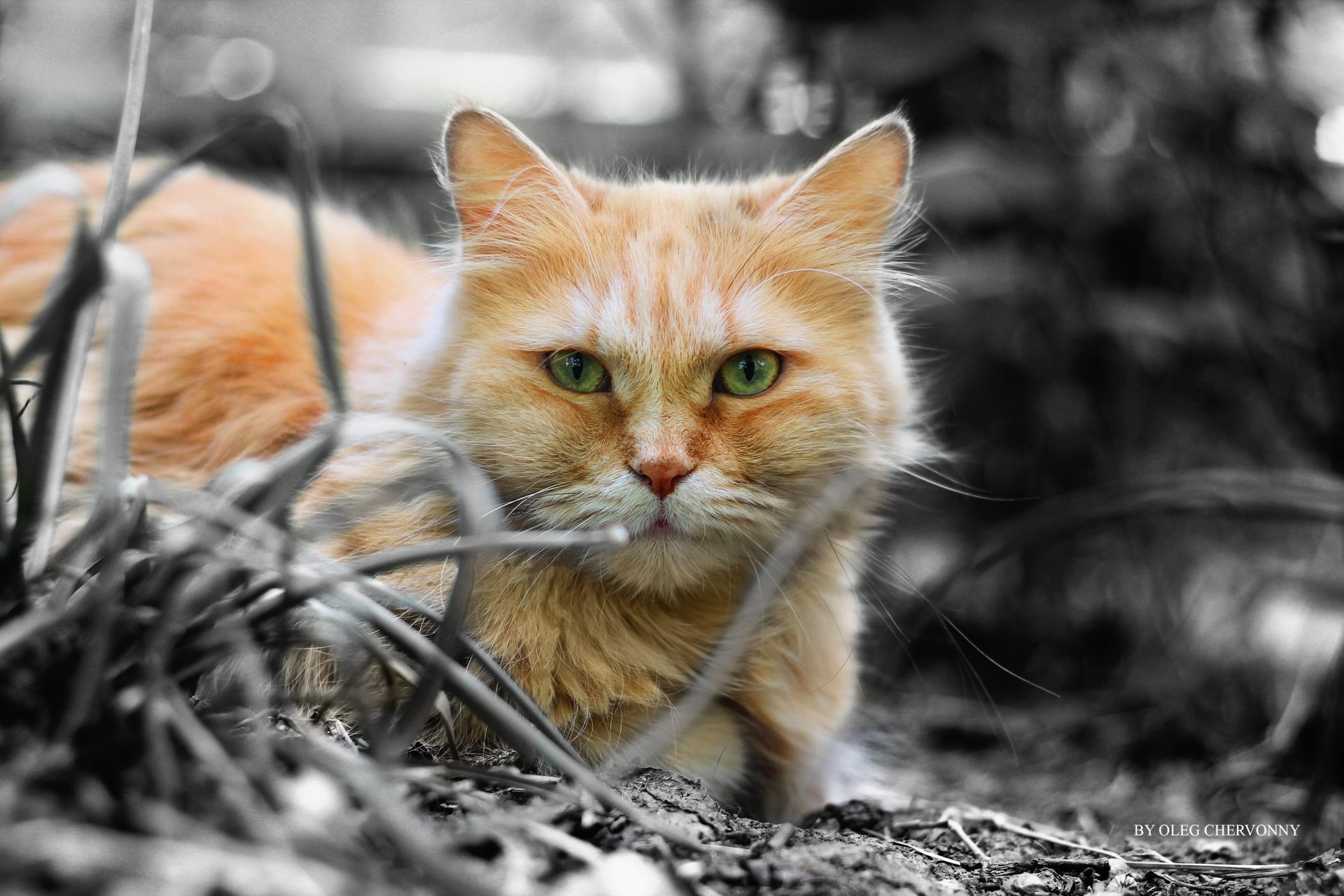 Download Stare Animal Cat HD Wallpaper