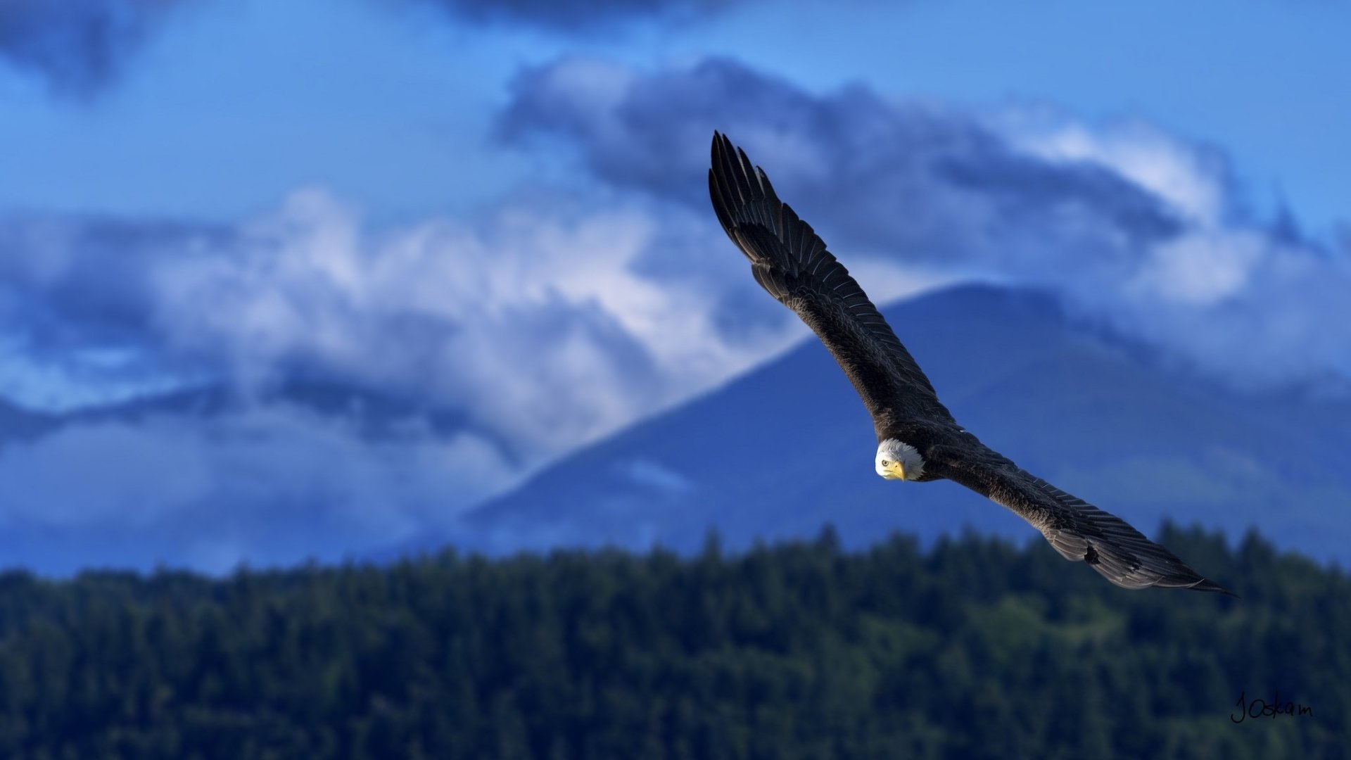 Download Bird Bird Of Prey Animal Bald Eagle HD Wallpaper