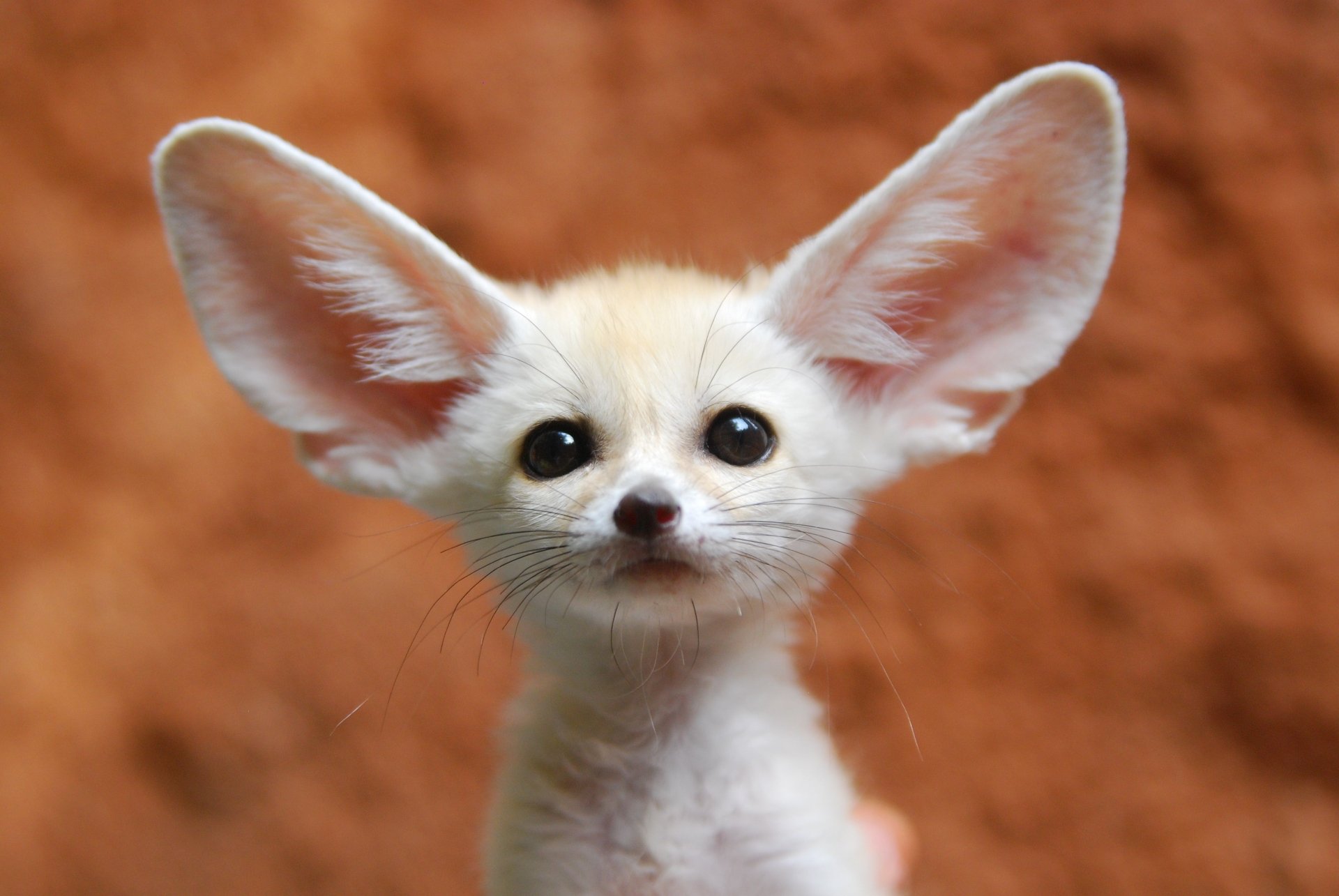 Close-up of a fennec fox with large ears, displayed in 4K Ultra HD quality as a PC desktop wallpaper background.