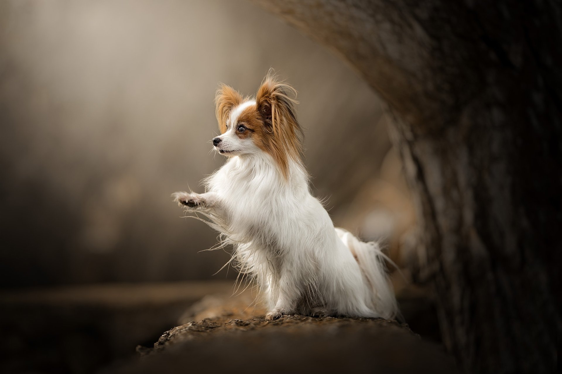 Download Depth Of Field Dog Papillon Animal HD Wallpaper
