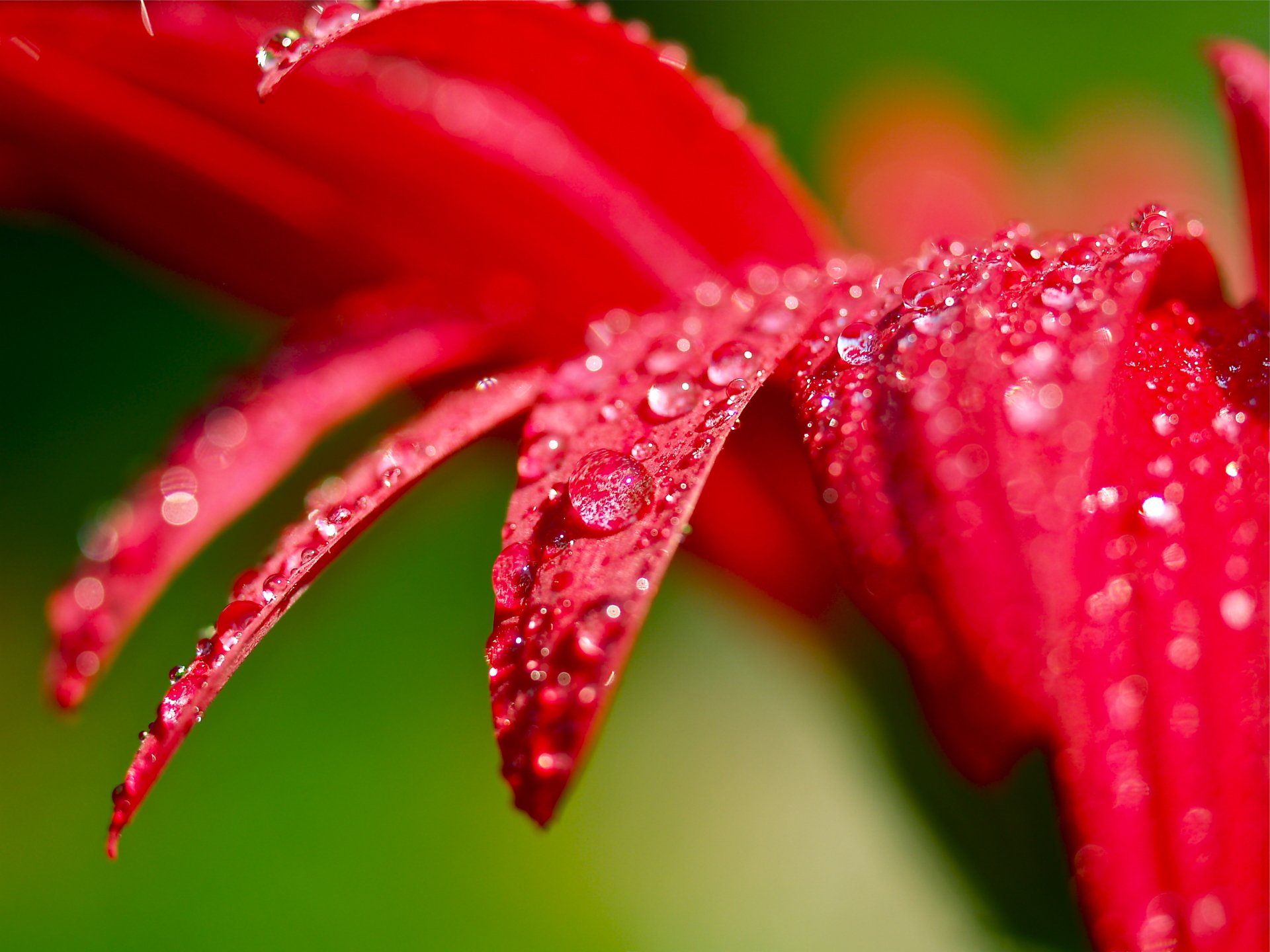 Nature Water Drop HD Wallpaper