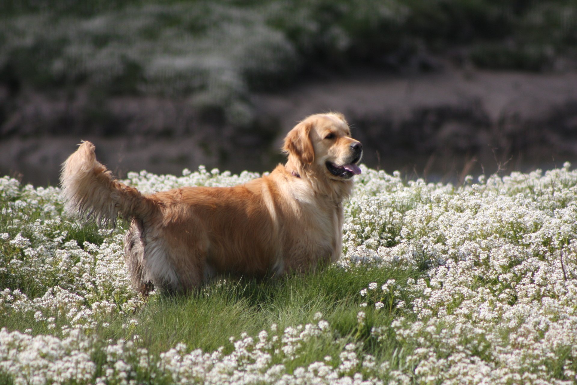 Animal Golden Retriever 4k Ultra HD Wallpaper