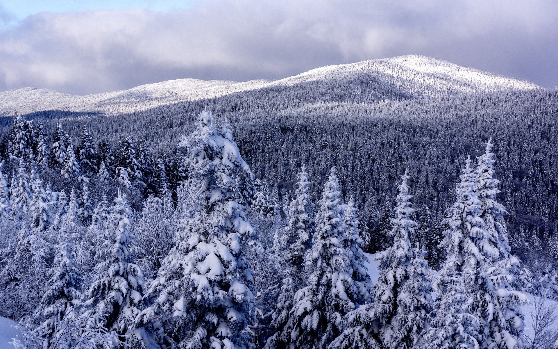 HD PC desktop wallpaper showing a nature landscape of snow-covered evergreens and rolling mountain ridges beneath a cloudy winter sky.