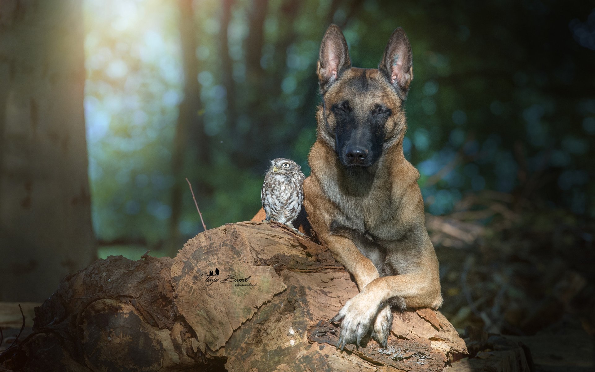 Download Owl Dog Animal Belgian Malinois HD Wallpaper
