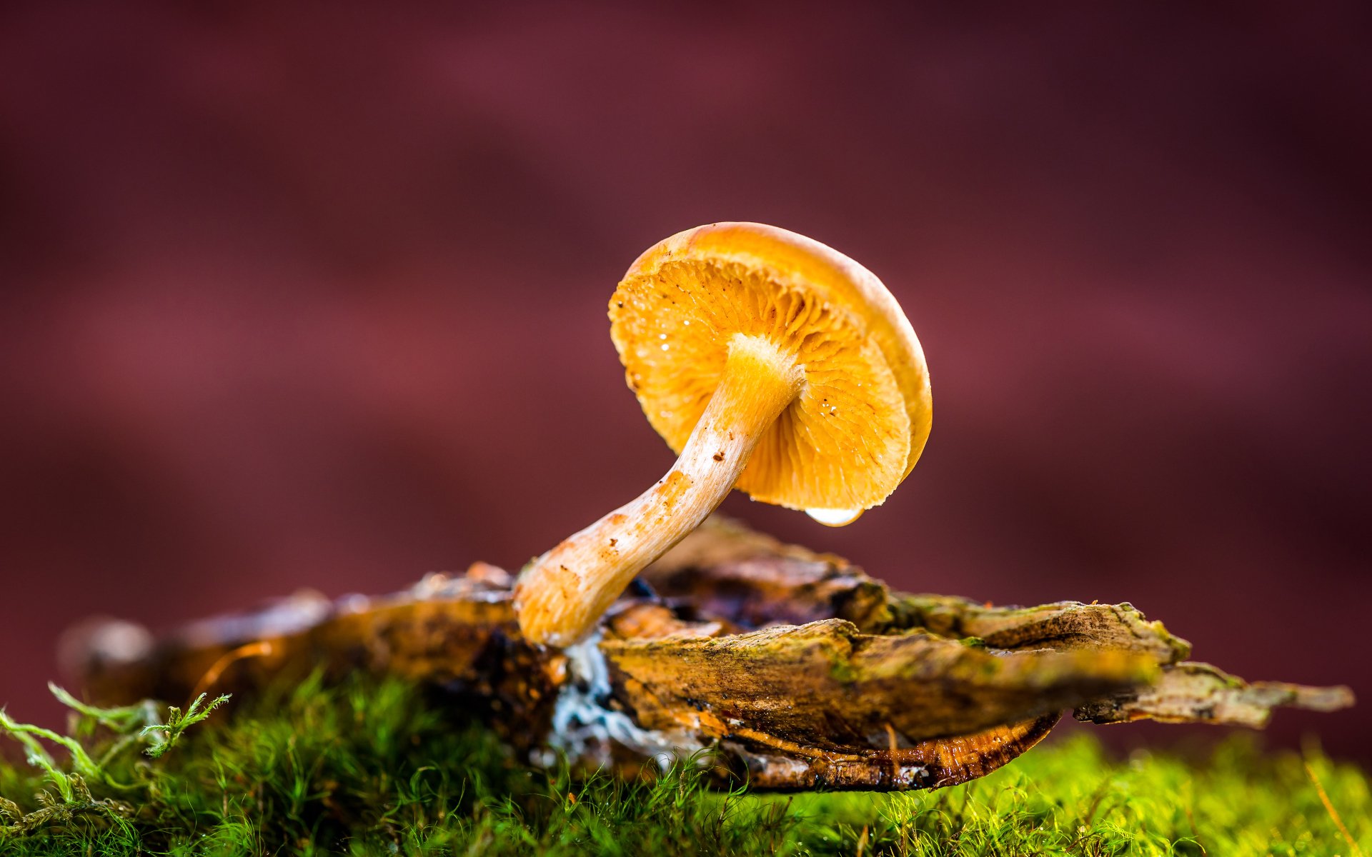 Download Nature Mushroom 4k Ultra HD Wallpaper