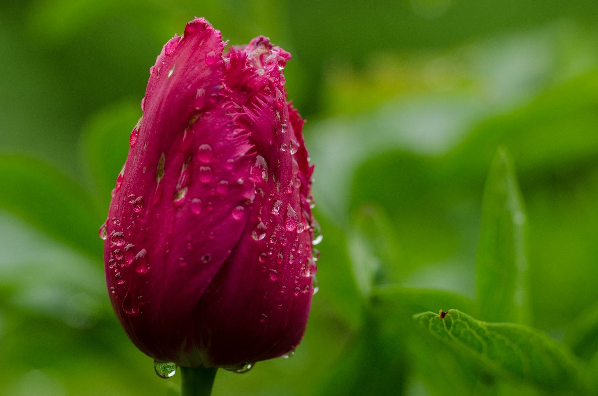 Download Nature Tulip HD Wallpaper