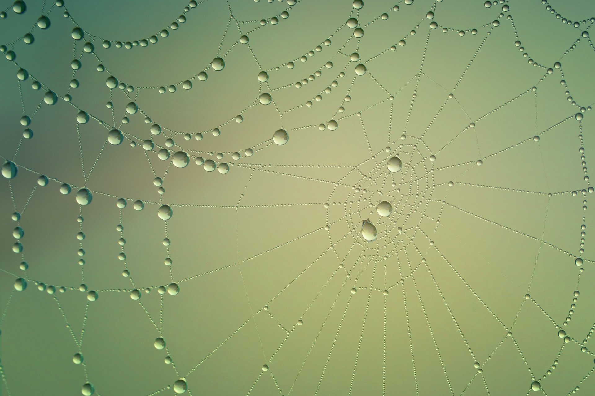 Download Water Drop Photography Spider Web HD Wallpaper