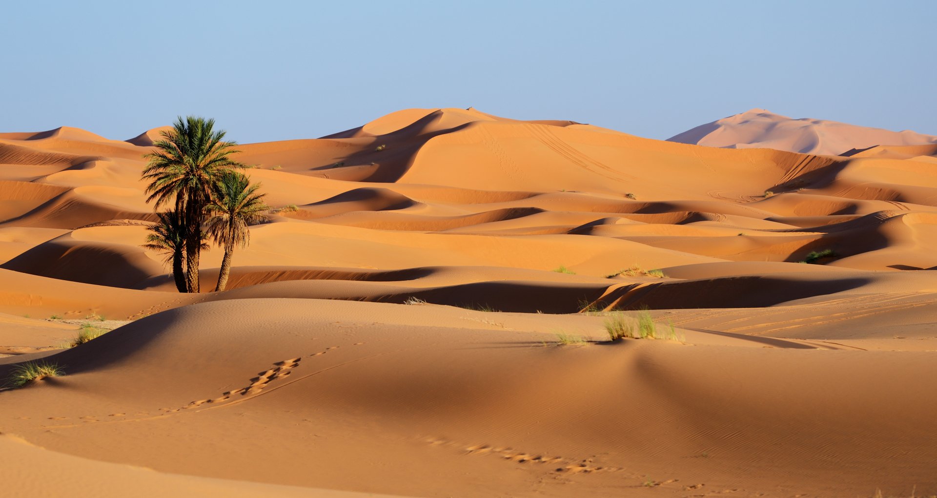 4K Ultra HD image of golden sand dunes in Morocco's desert, featuring sparse vegetation and clear blue sky, showcasing the natural beauty of the sandy landscape.