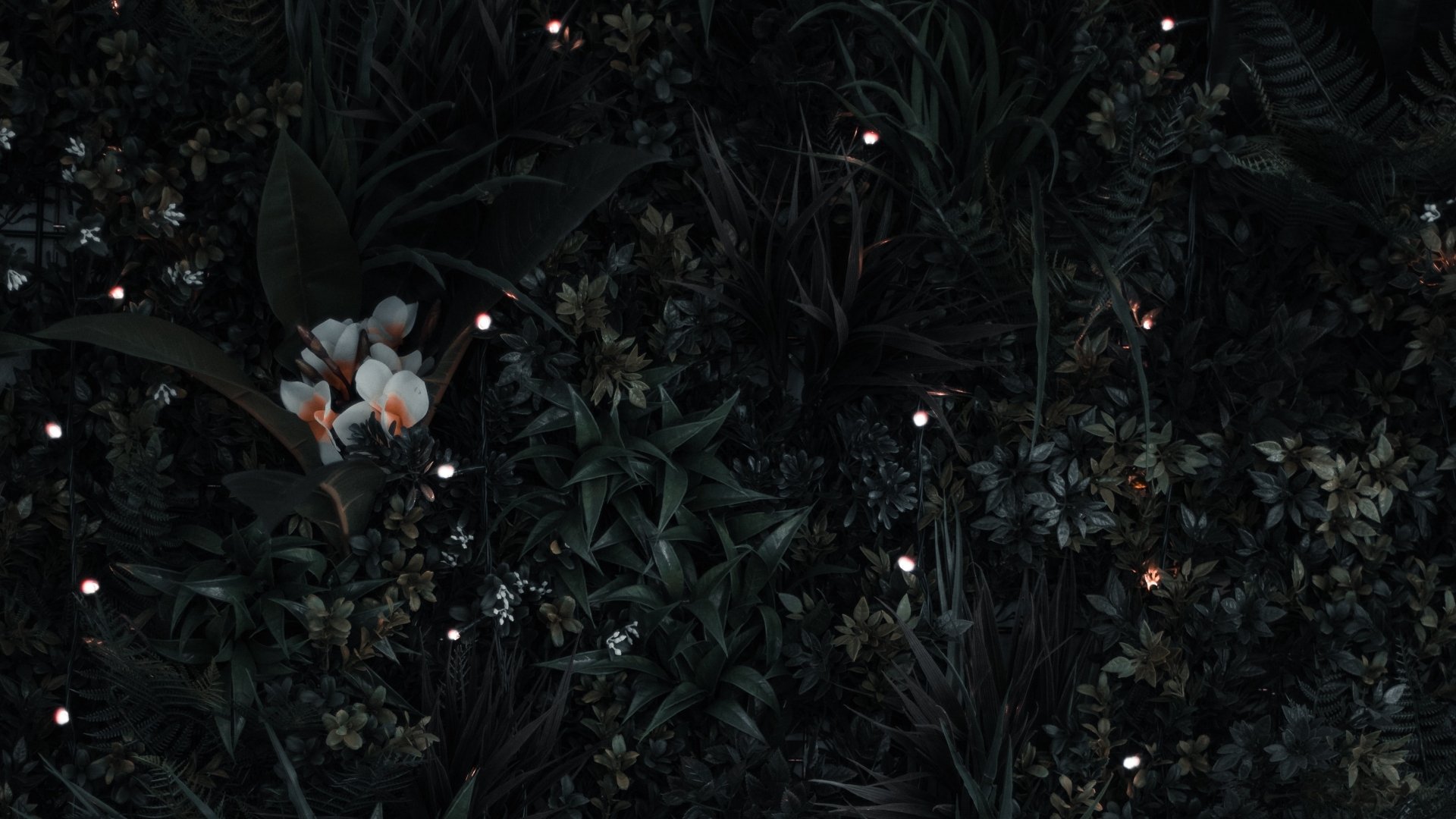 Download Nature Plant 4k Ultra HD Wallpaper