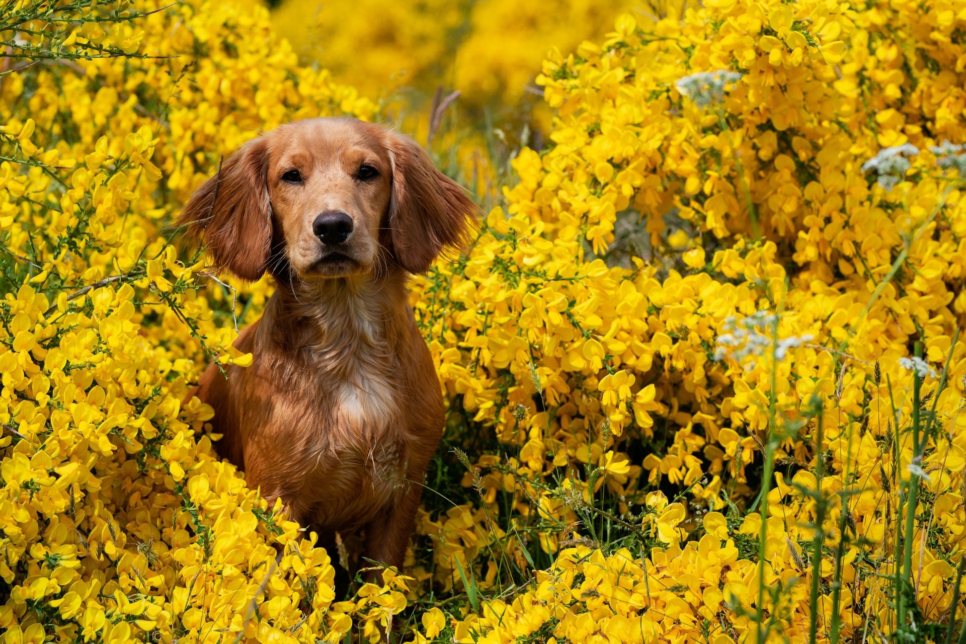 Download Yellow Flower Dog Animal Spaniel 4k Ultra HD Wallpaper