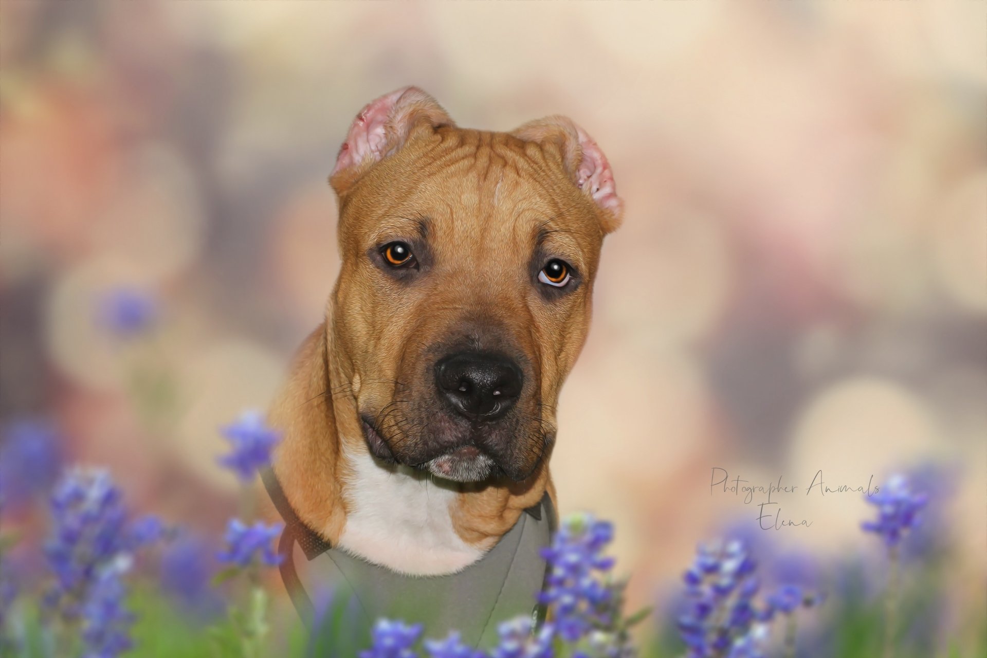 Download American Staffordshire Terrier Animal Puppy HD Wallpaper