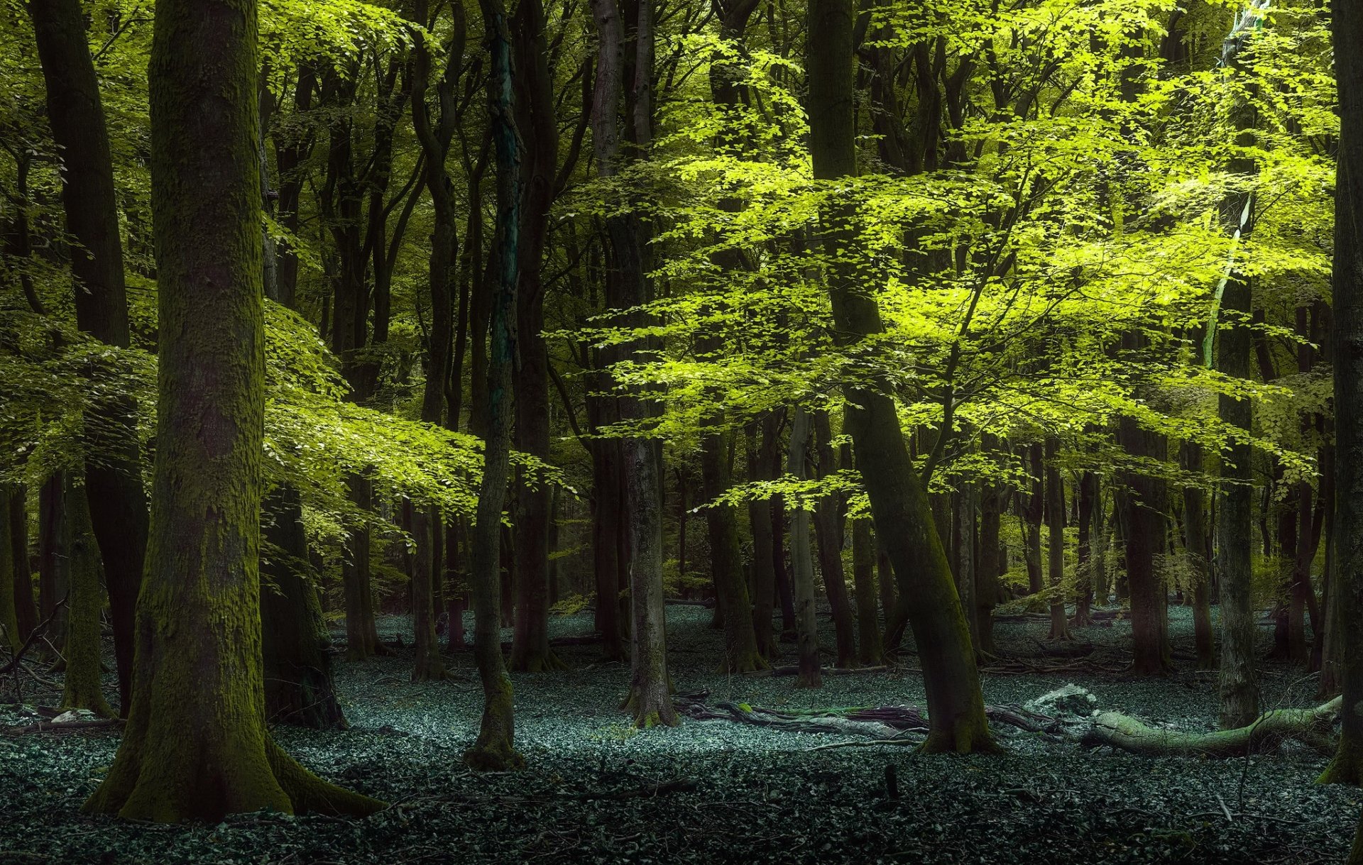 HD PC desktop wallpaper featuring a lush green forest with sunlight filtering through dense tree canopies, highlighting vibrant foliage and a serene natural atmosphere.