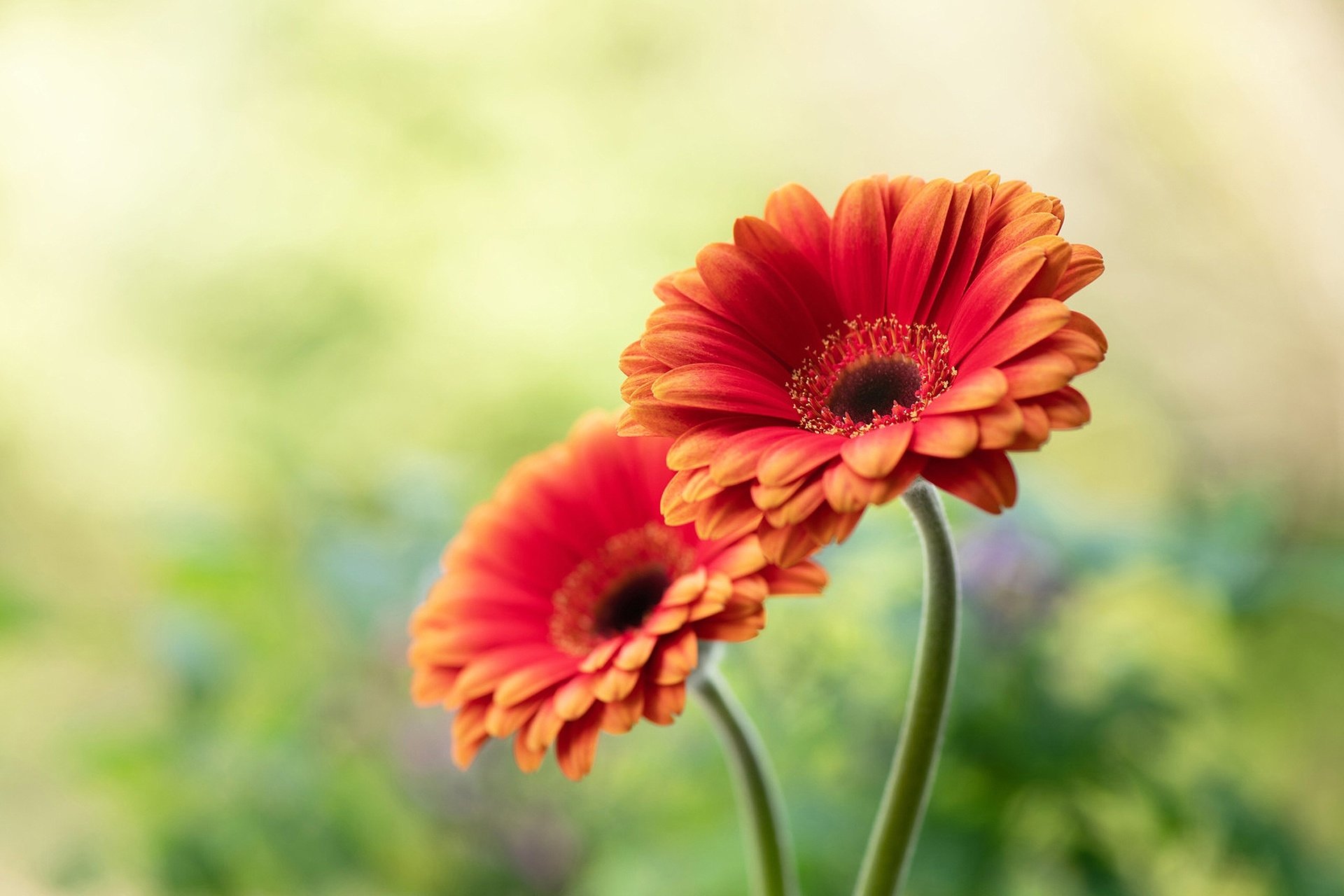 Những bức hình nền hoa Gerbera HD sẽ khiến bạn đắm chìm vào vẻ đẹp tự nhiên và mộc mạc của những bông hoa. Với chất lượng hình ảnh sắc nét, độ phân giải cao, bạn sẽ có trải nghiệm thật tuyệt vời khi sử dụng chúng.