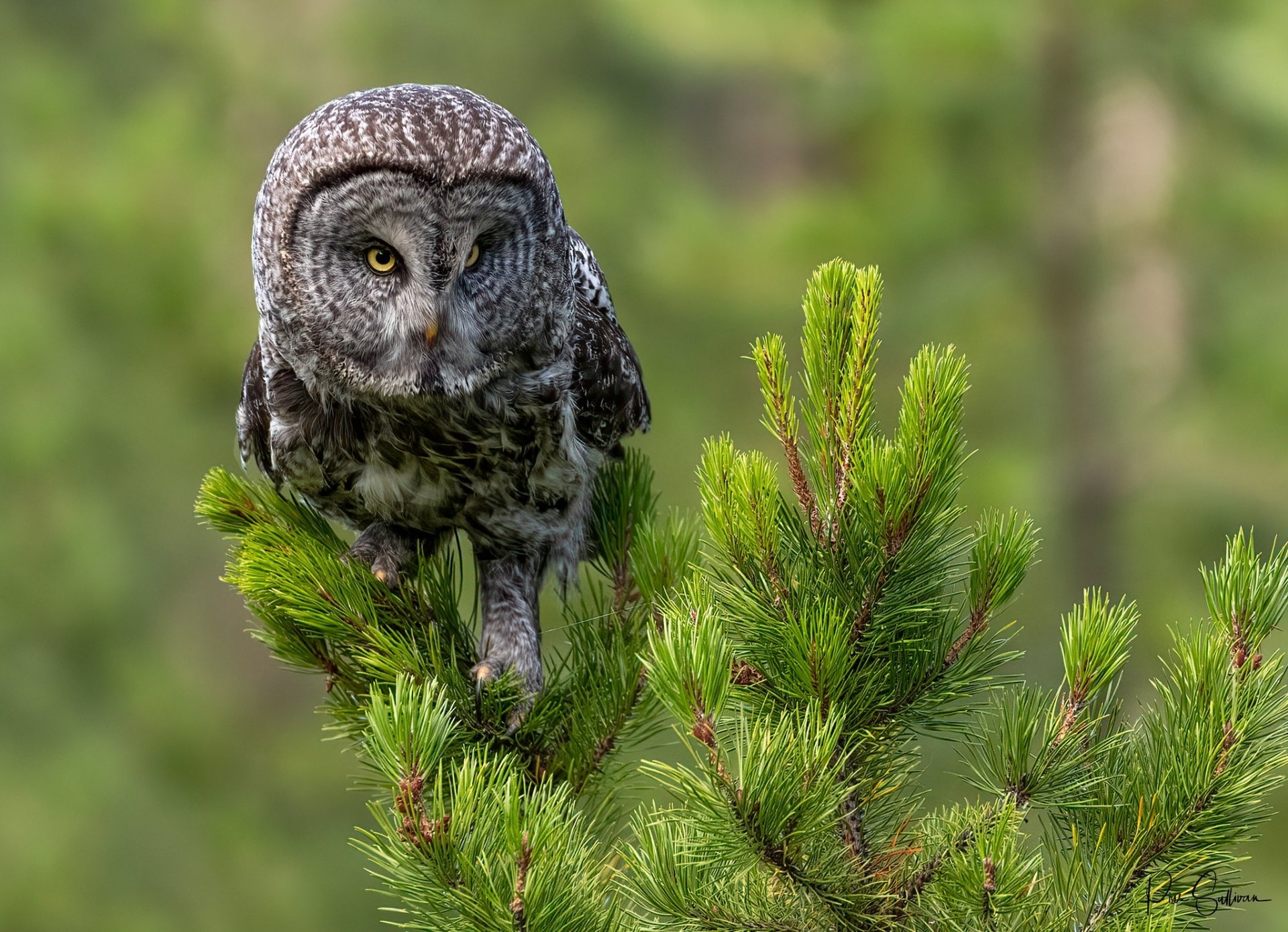 Download Bird Tawny Owl Animal Owl HD Wallpaper