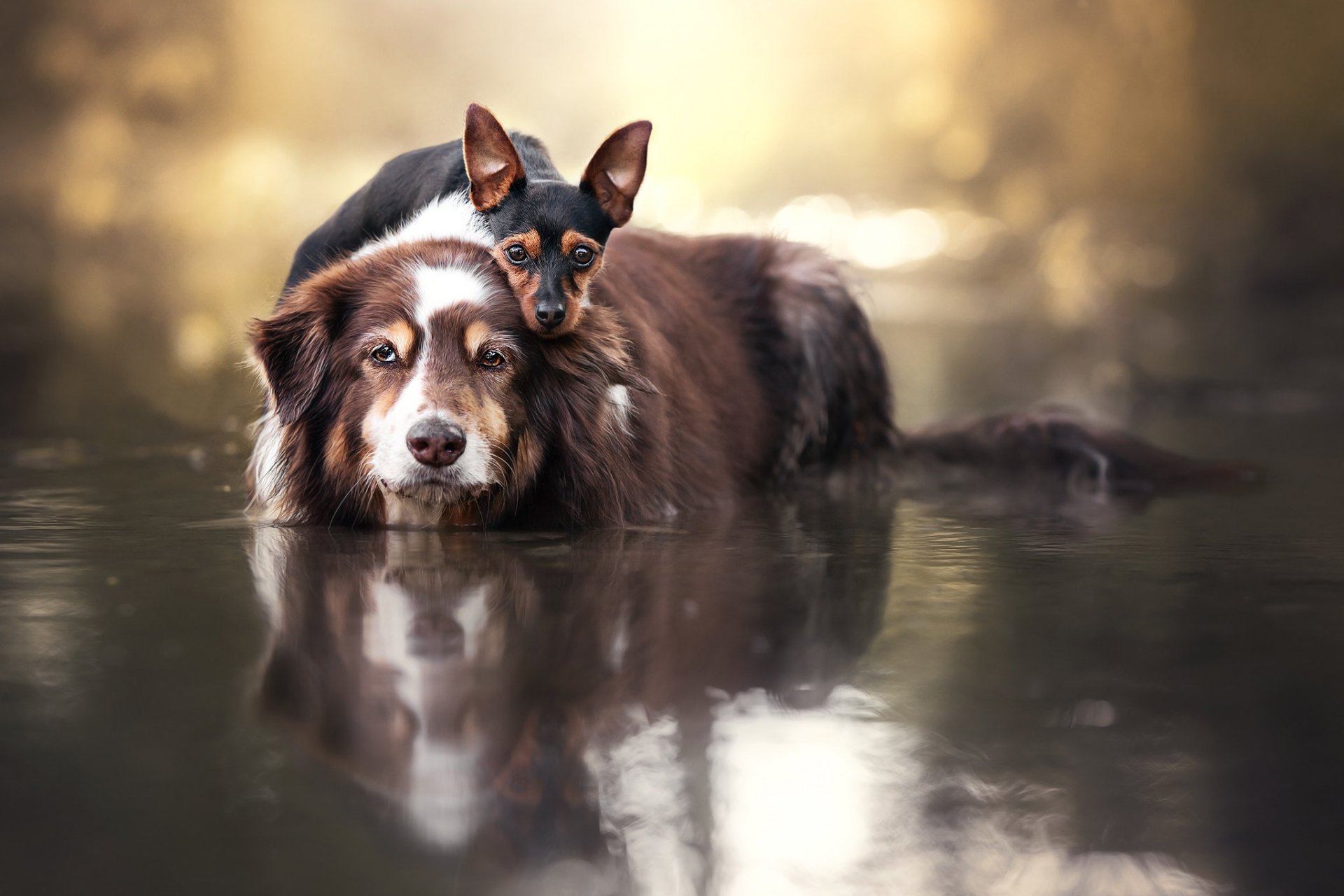 Download Miniature Pinscher Border Collie Water Animal Dog HD Wallpaper