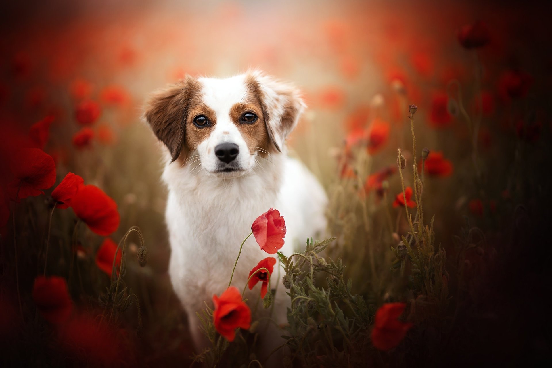Download Dog Animal Kooikerhondje HD Wallpaper