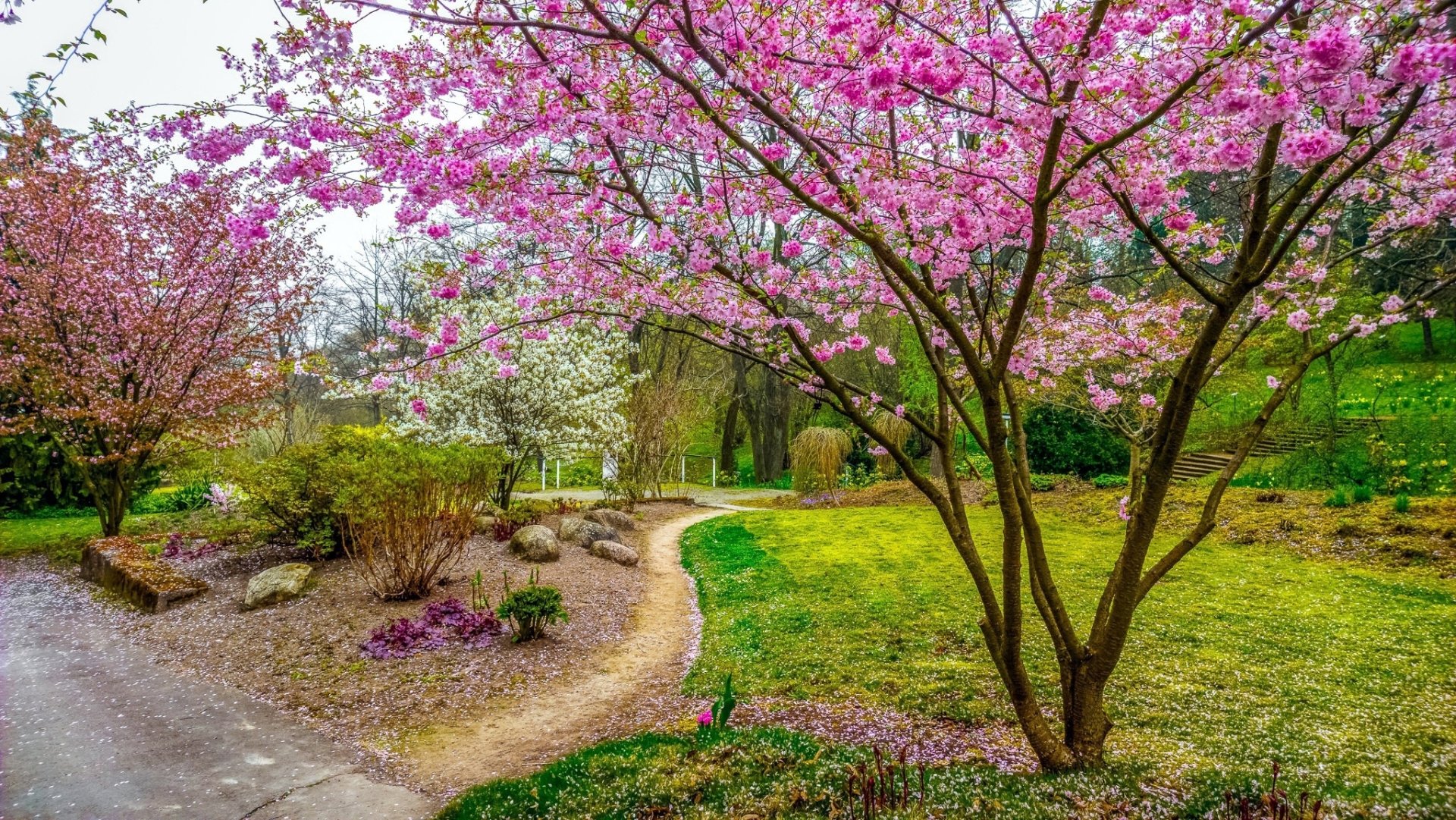 HD desktop wallpaper showcasing vibrant sakura trees in full bloom along a winding path in a serene spring park, captured through detailed photography.