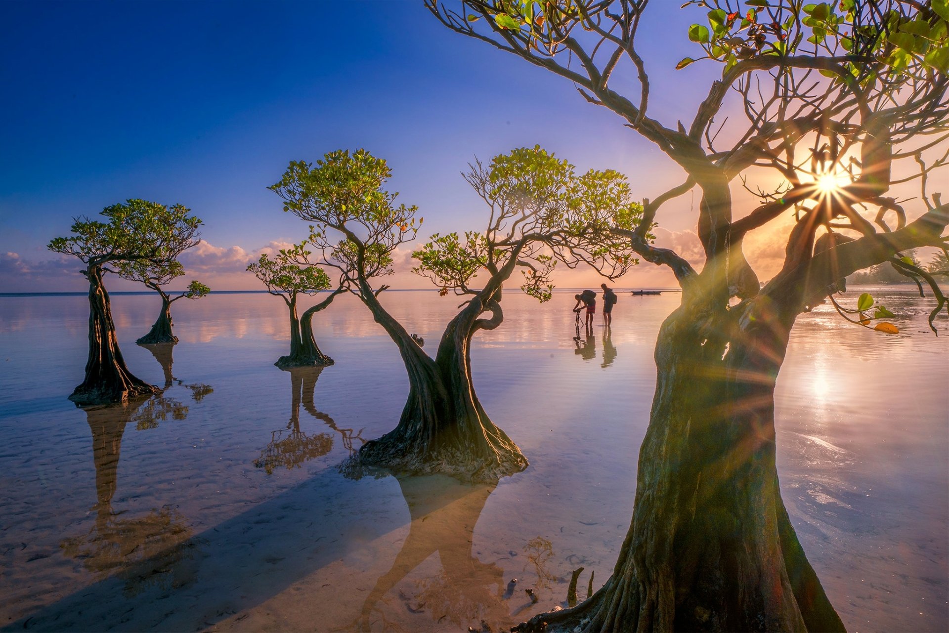 HD desktop wallpaper of serene Indonesian beach at sunrise, featuring mangrove trees standing in calm shallow water under a vibrant sky.