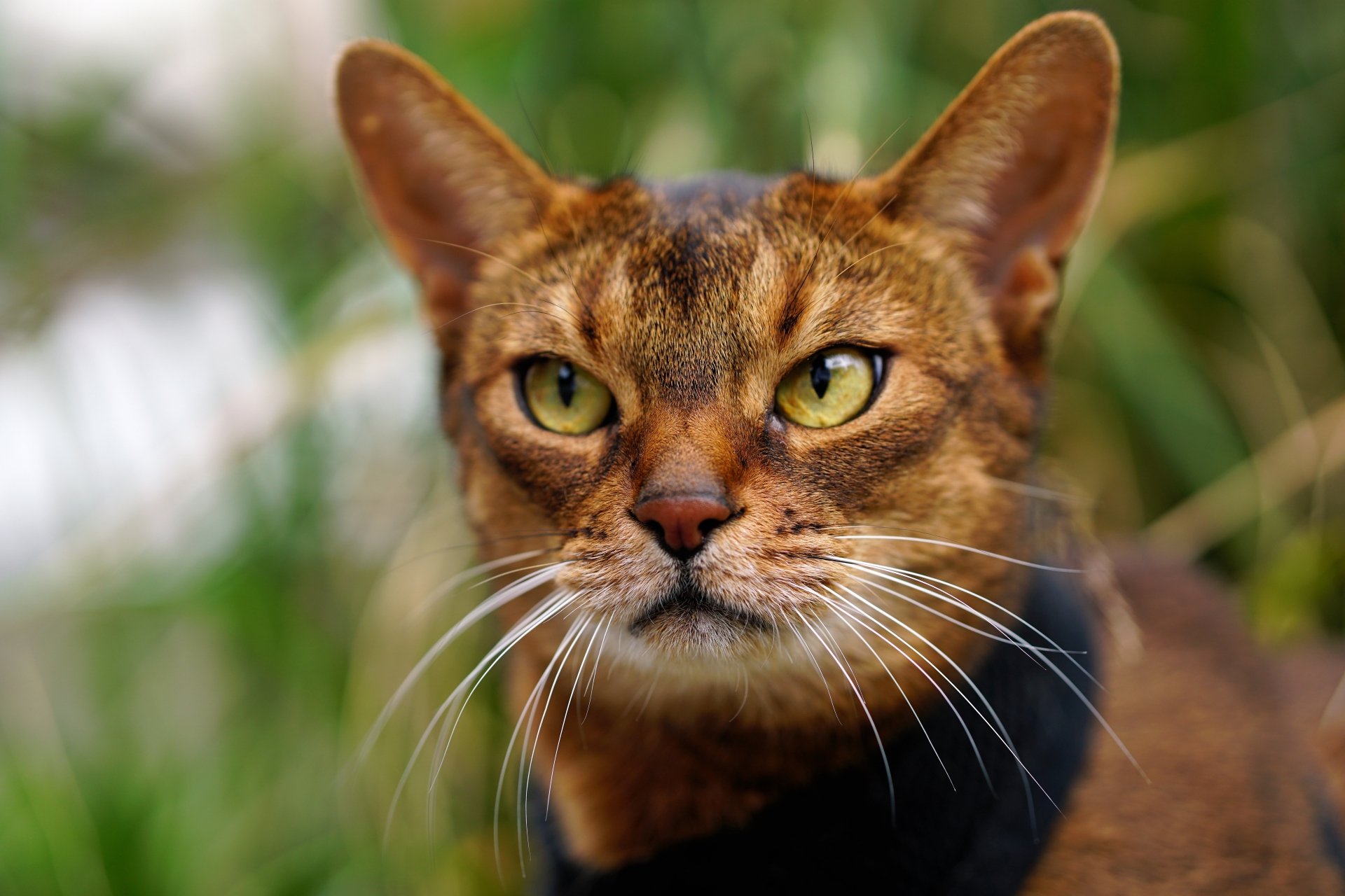 Download Stare Animal Cat 4k Ultra HD Wallpaper