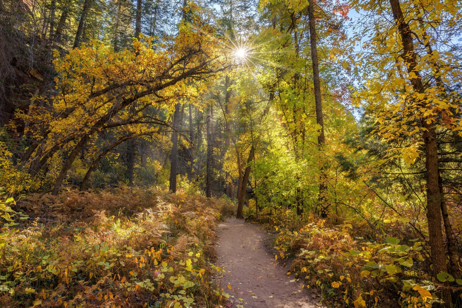 Sunlit Forest Path — 5K Ultra HD Nature Wallpaper | 5120x3413 ...