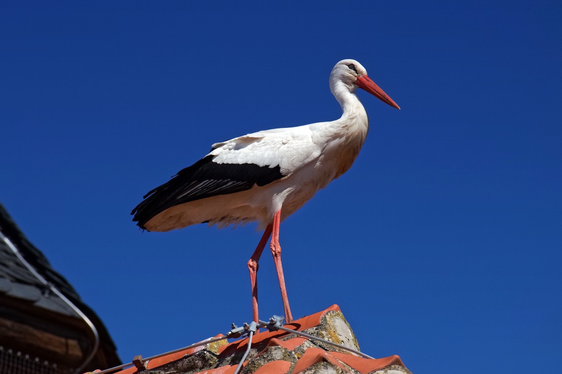 Download Animal White Stork HD Wallpaper