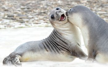Elephant Seal 高清壁纸 桌面背景