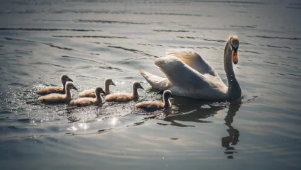baby animal cygnet bird Animal swan HD Desktop Wallpaper | Background Image