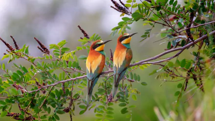 Two colorful European bee-eater birds perched on leafy branches, captured in high definition as an animal-themed PC desktop wallpaper.