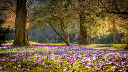 photography park HD Desktop Wallpaper | Background Image