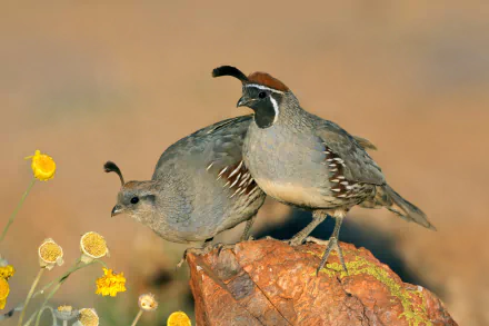 HD desktop wallpaper featuring two quails perched on a rock amidst yellow wildflowers, showcasing detailed feathers and natural earthy tones.