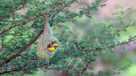 HD desktop wallpaper of a baya weaver bird peeking from its intricately woven nest hanging from a tree branch.