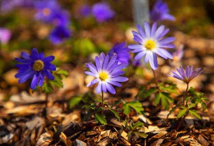 nature anemone HD Desktop Wallpaper | Background Image