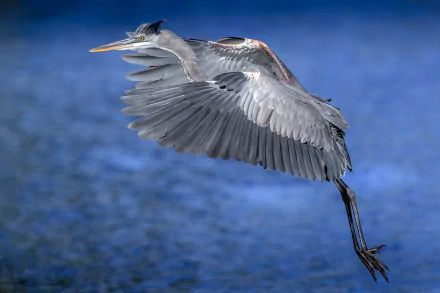 Animal great blue Heron HD Desktop Wallpaper | Background Image