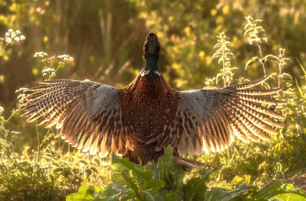 Animal pheasant HD Desktop Wallpaper | Background Image