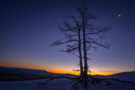 sunset tree nature Bryce Canyon National Park HD Desktop Wallpaper | Background Image