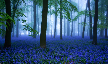 A dense forest floor blanketed with bluebell flowers, shrouded in soft fog, captured in vibrant detail as an 8K Ultra HD nature desktop wallpaper.