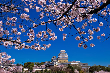 sakura Japan spring sky man made Himeji Castle HD Desktop Wallpaper | Background Image