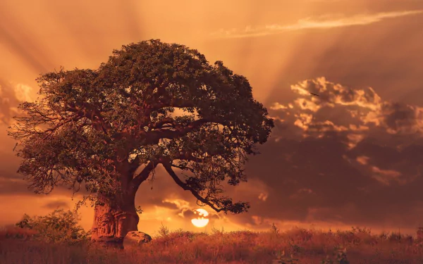 A stunning sunrise illuminates a majestic tree against a dramatic sky, showcasing nature's beauty in this 4K Ultra HD desktop wallpaper.