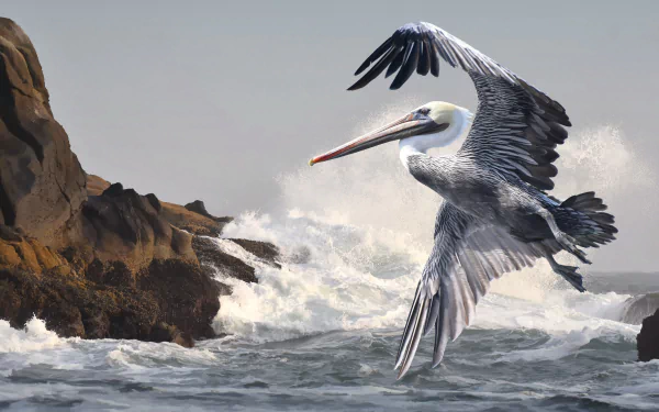 bird Animal pelican HD Desktop Wallpaper | Background Image