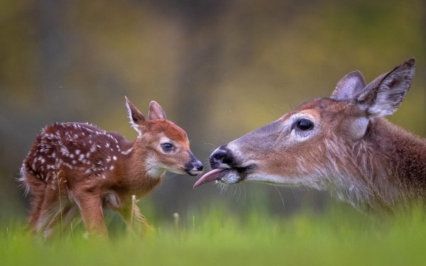 Animal Deer Fawn Baby Animal HD Wallpaper | Background Image