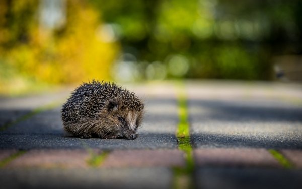 Animal Hedgehog Depth Of Field HD Wallpaper | Background Image