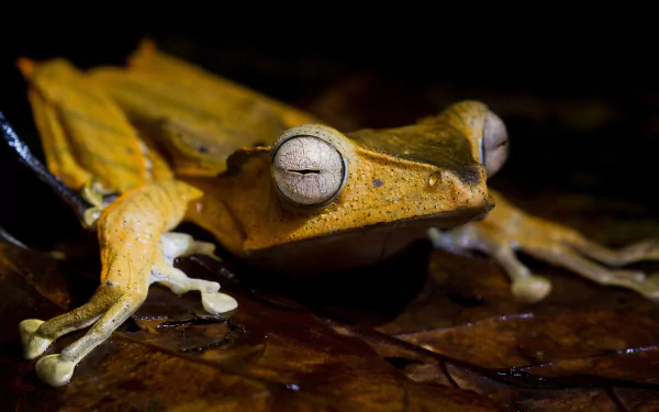 amphibian Animal frog HD Desktop Wallpaper | Background Image