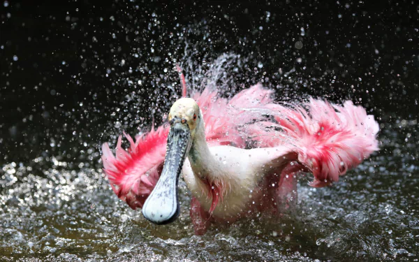 bird water Animal roseate spoonbill HD Desktop Wallpaper | Background Image