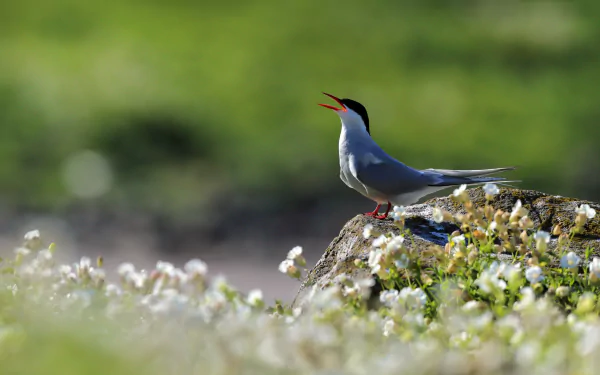 bird Animal Arctic Tern HD Desktop Wallpaper | Background Image